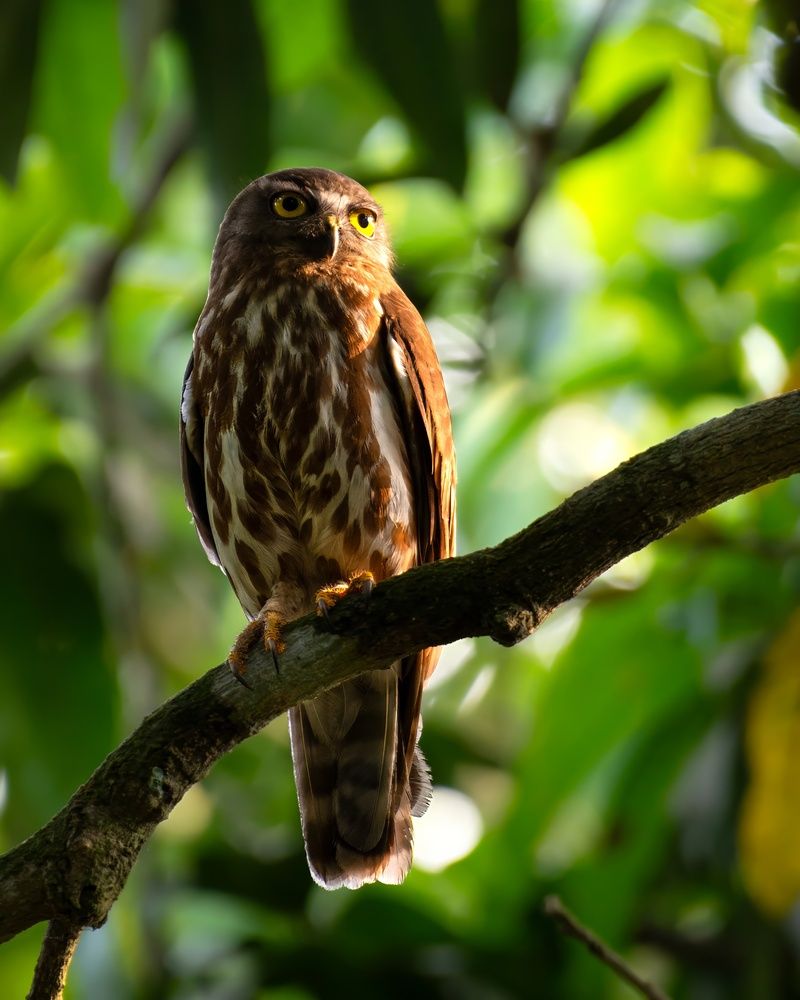 Photograph by Madhurya Mozumder