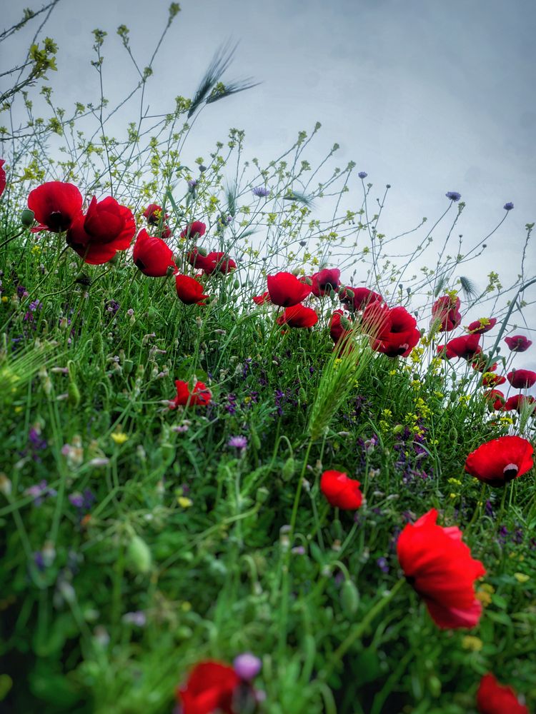 Photograph by Dimitris Lapousis