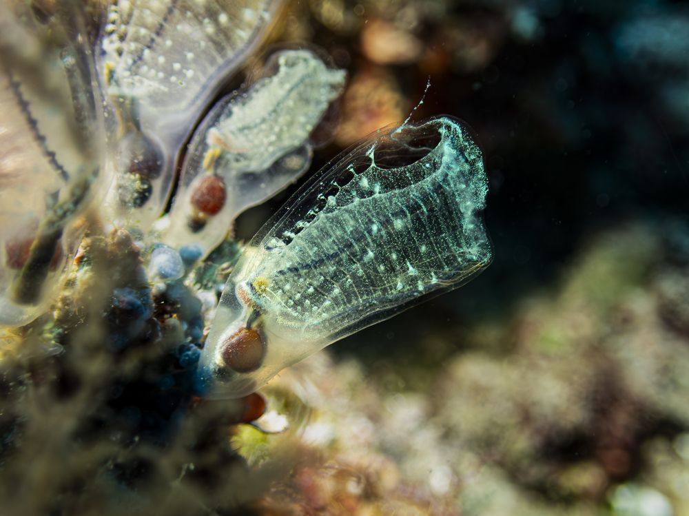 Luminous Tunicate