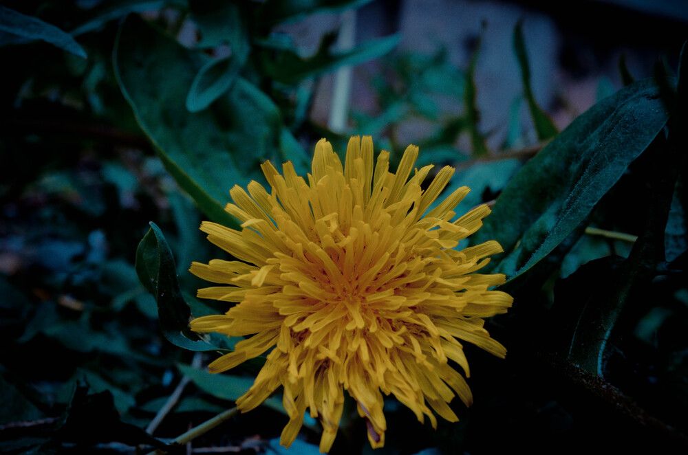 Photograph by Дмитрий Педченко