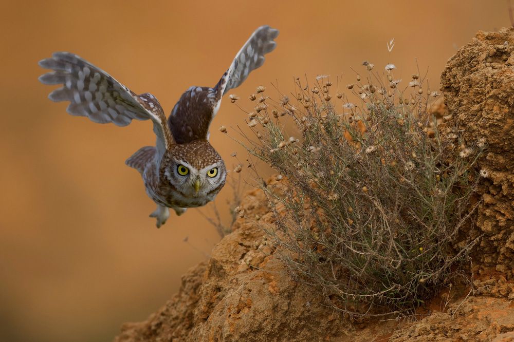 Фотография автора David Manusevich