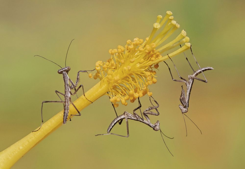 Photograph by Mario Fiorucci