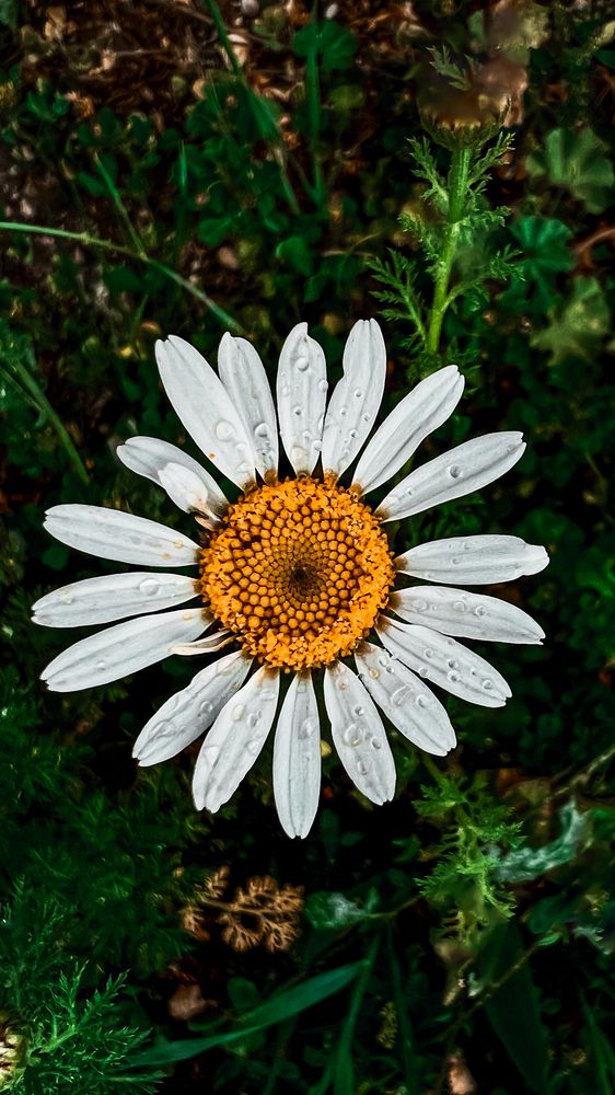 Photograph by Nesreen Abdulsalam