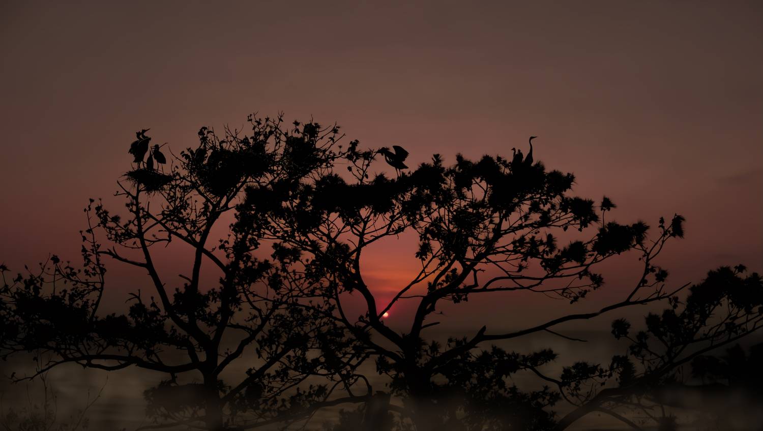 Sunset Silhouette: A Rookery of Great Blue Herons Nesting