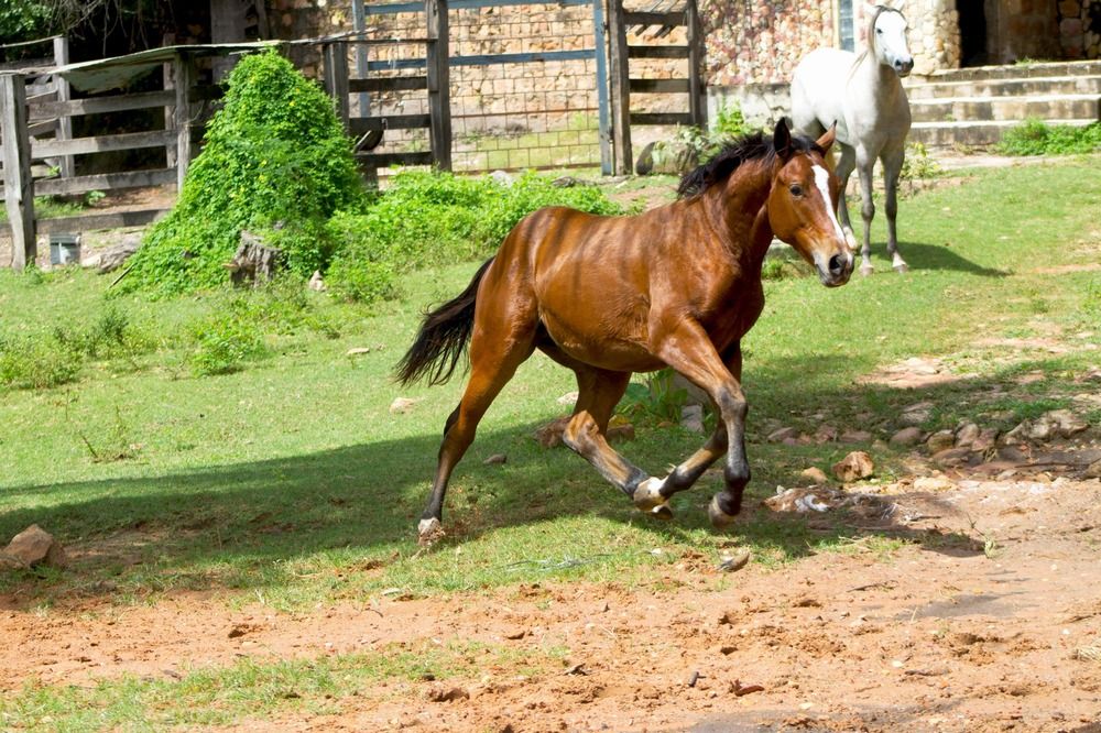 Cavalo correndo