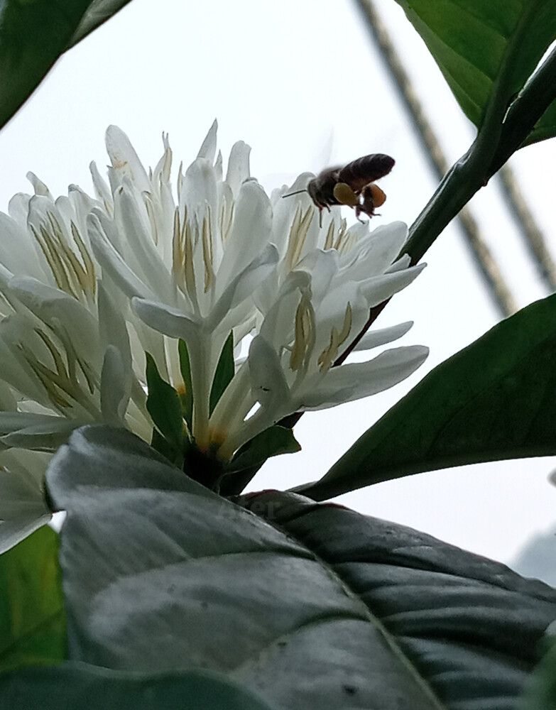 Photograph by Aster