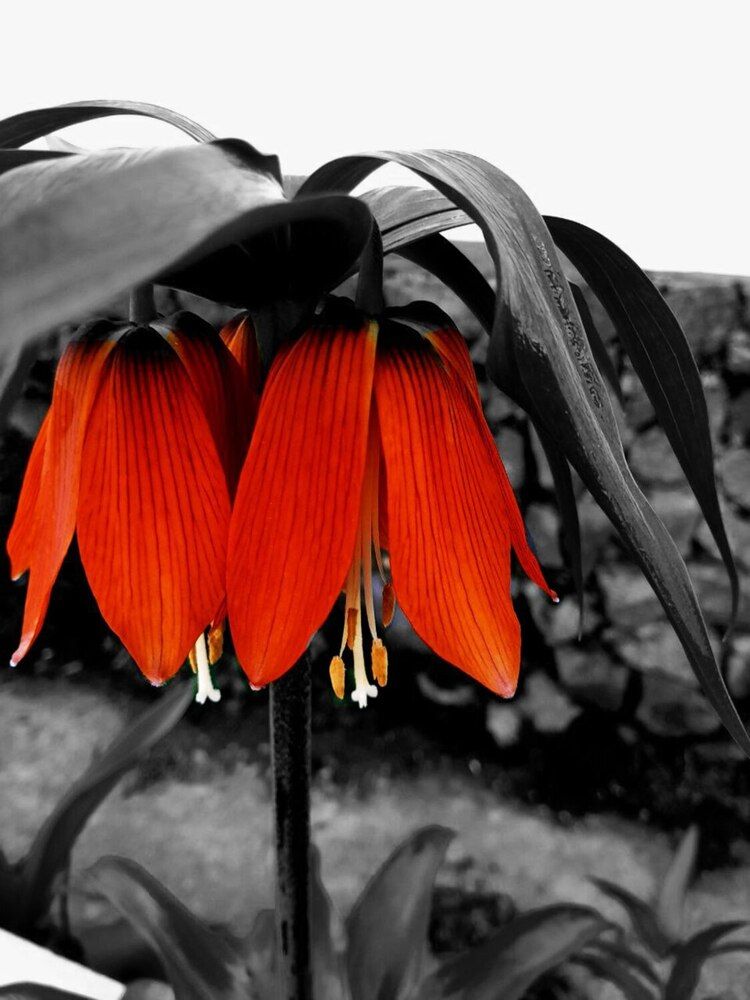 Аленький цветочек