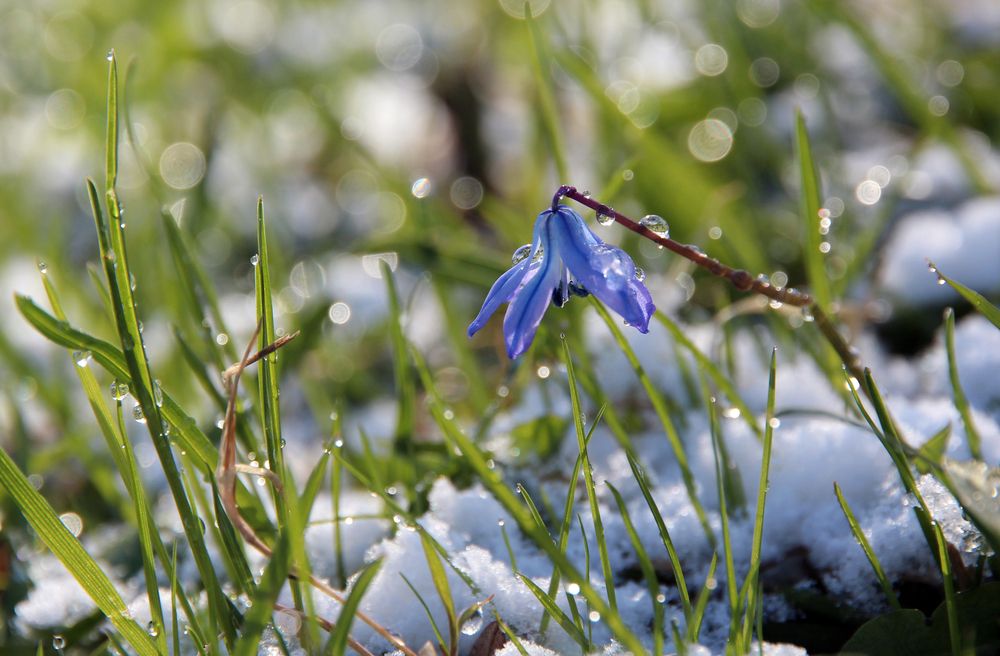 После апрельского снегопада