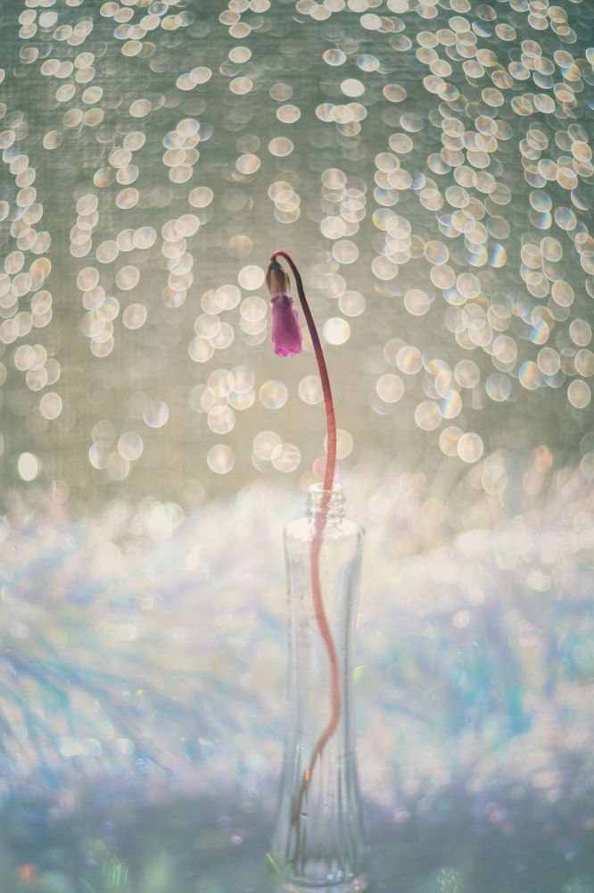 Photograph by Magic Helios