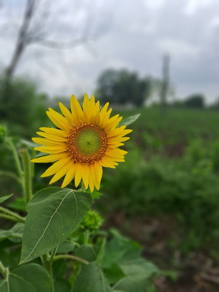 Radaint Petals
