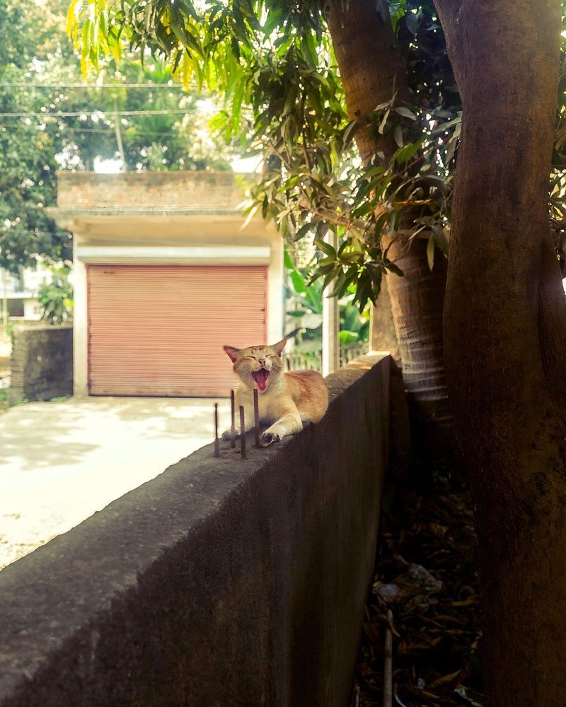 Photo #12159217