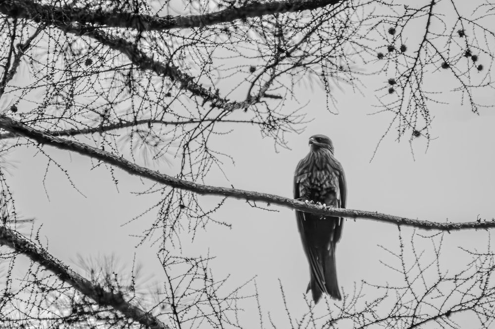 Коршун на ветке.