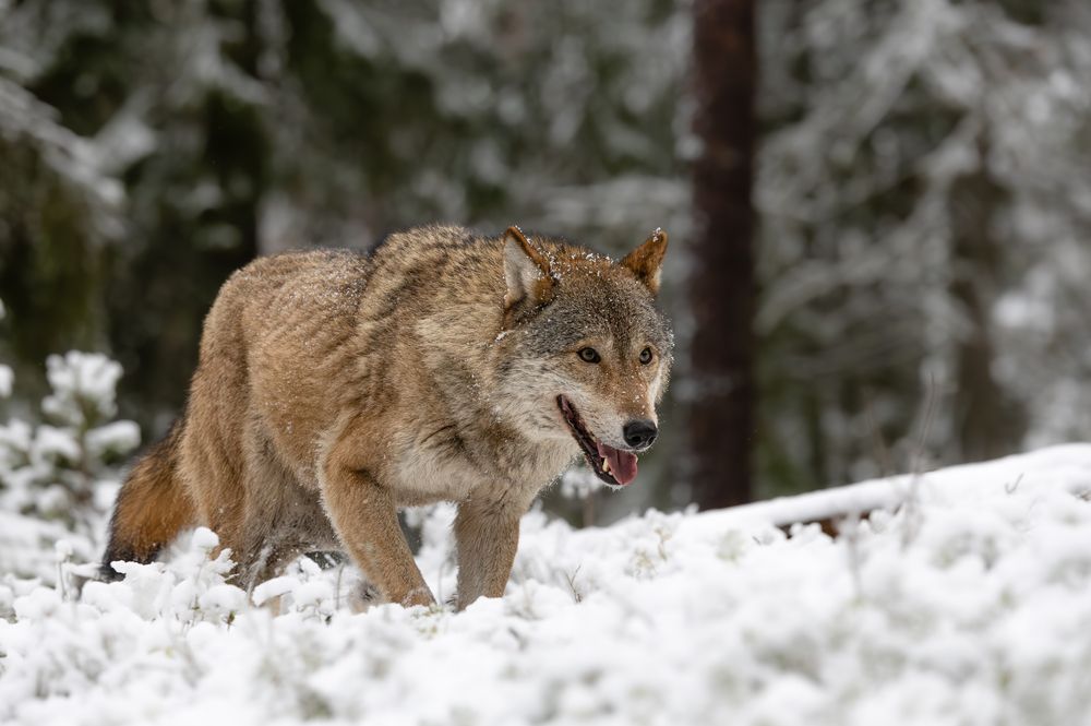 Фотография автора Ольга Мисько