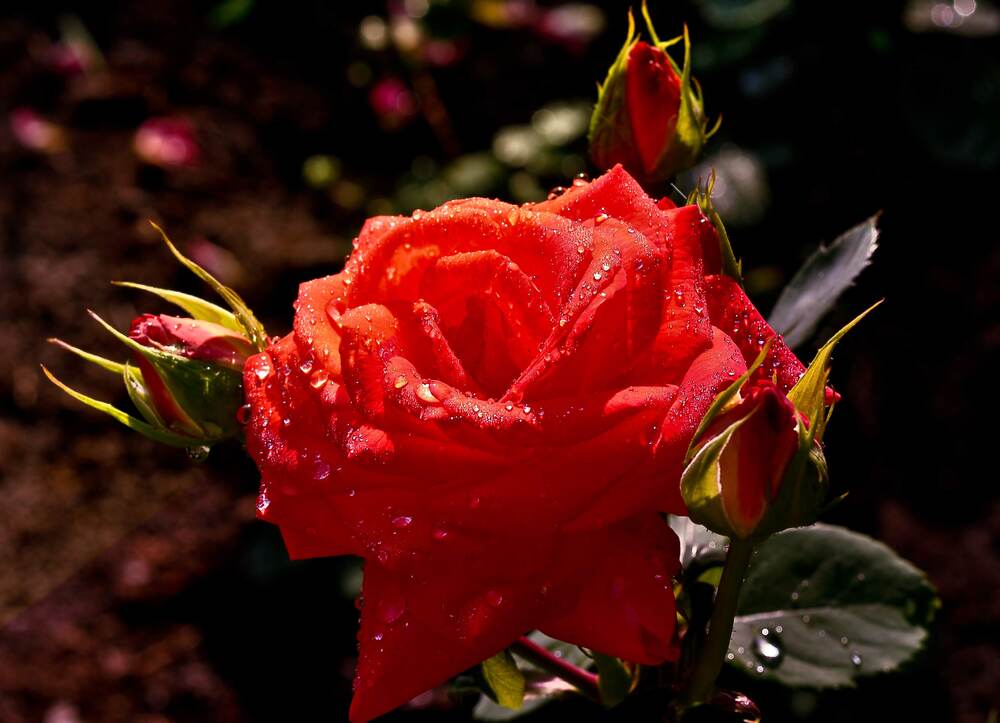 Photograph by Дмитрий Жуков