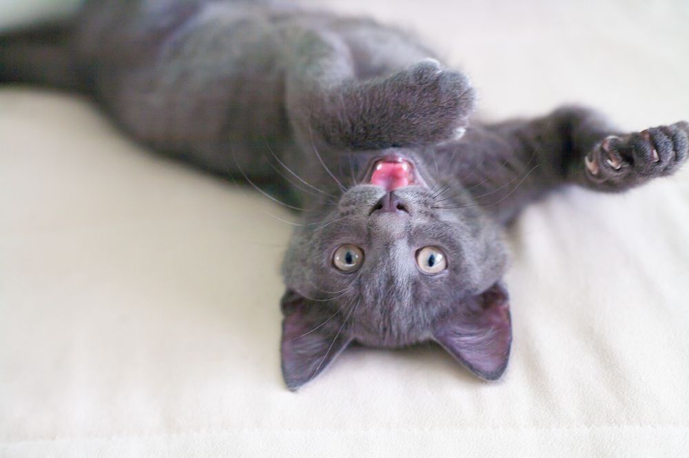 Кот Сёма.
