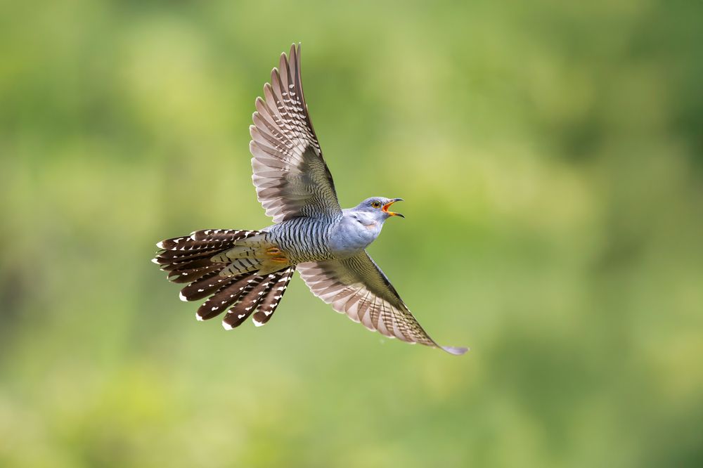 Photograph by Marco Rondi