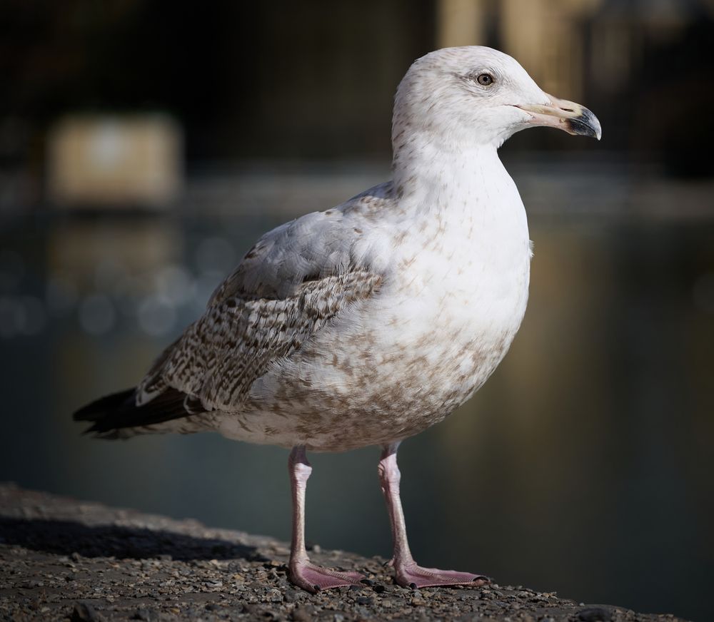 Photograph by Самосудов Рустам