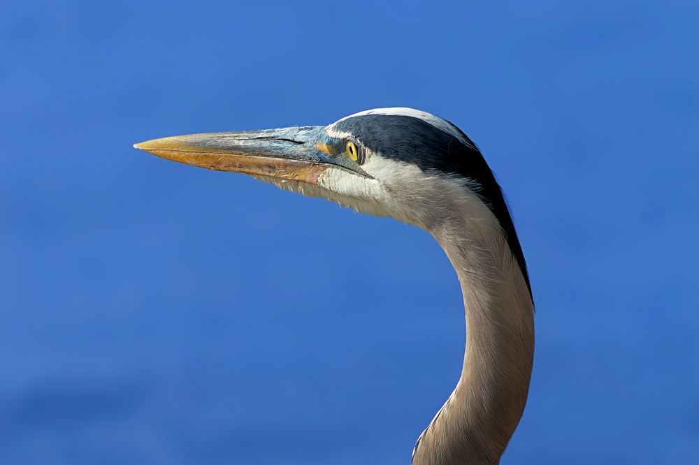 Фотография автора Jeff Cooley