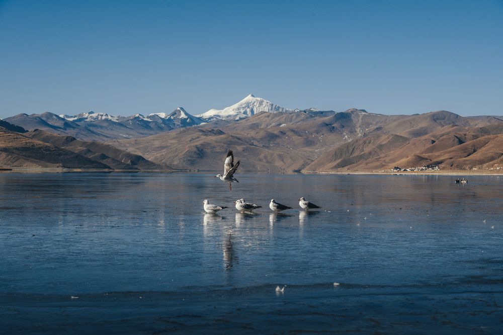 The life spirit of Yanghu Lake in winter