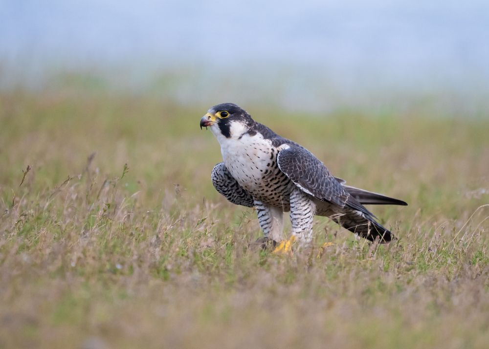 Peregrine Falcon