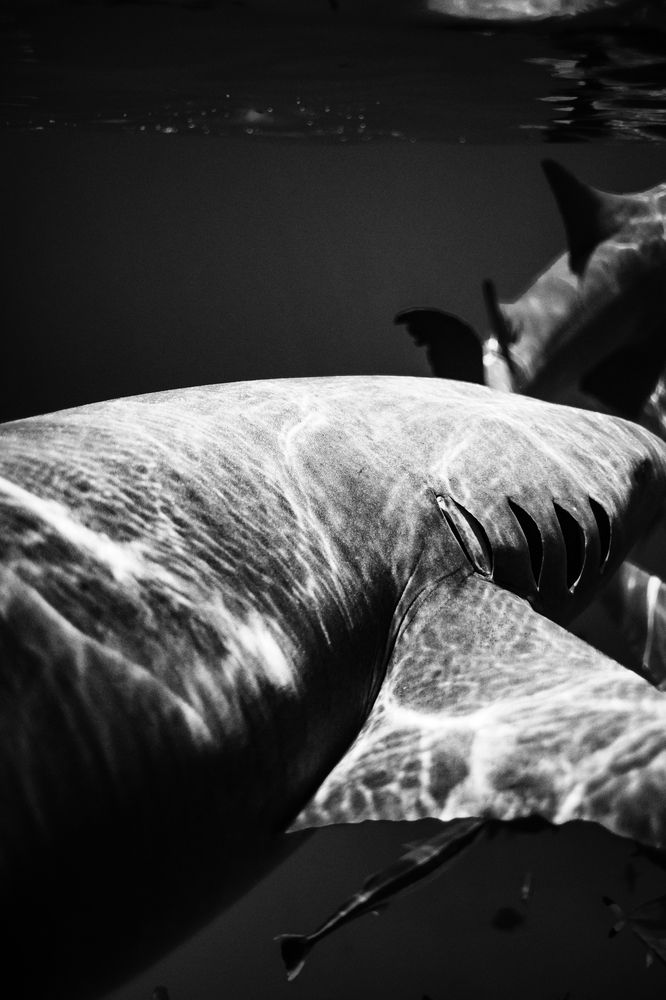 Photograph by Evgeniia Zorina