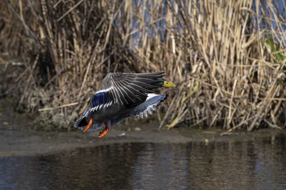 Photograph by Галина Павлова