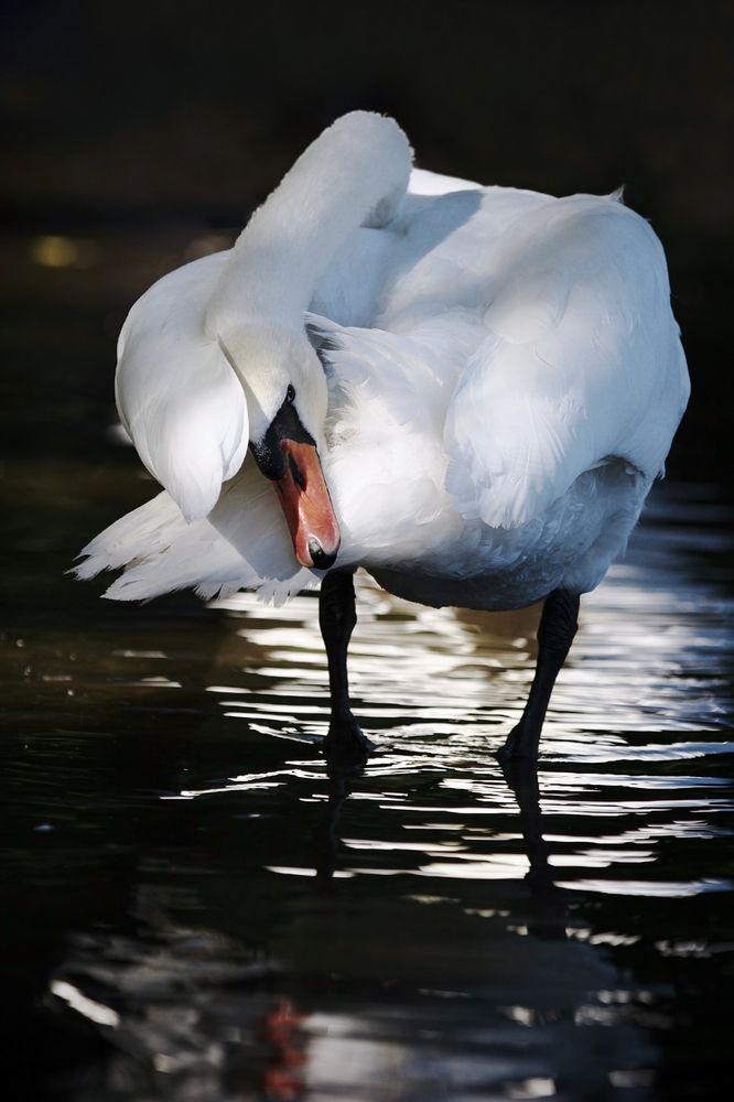 Фотография автора Владимир Борисов