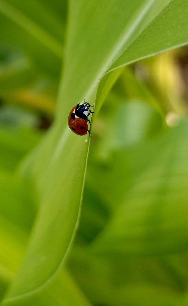 Photograph by Ирина Пантюхова