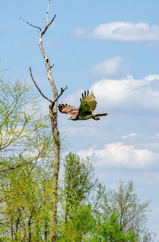Red Tailed Hawk in flight
