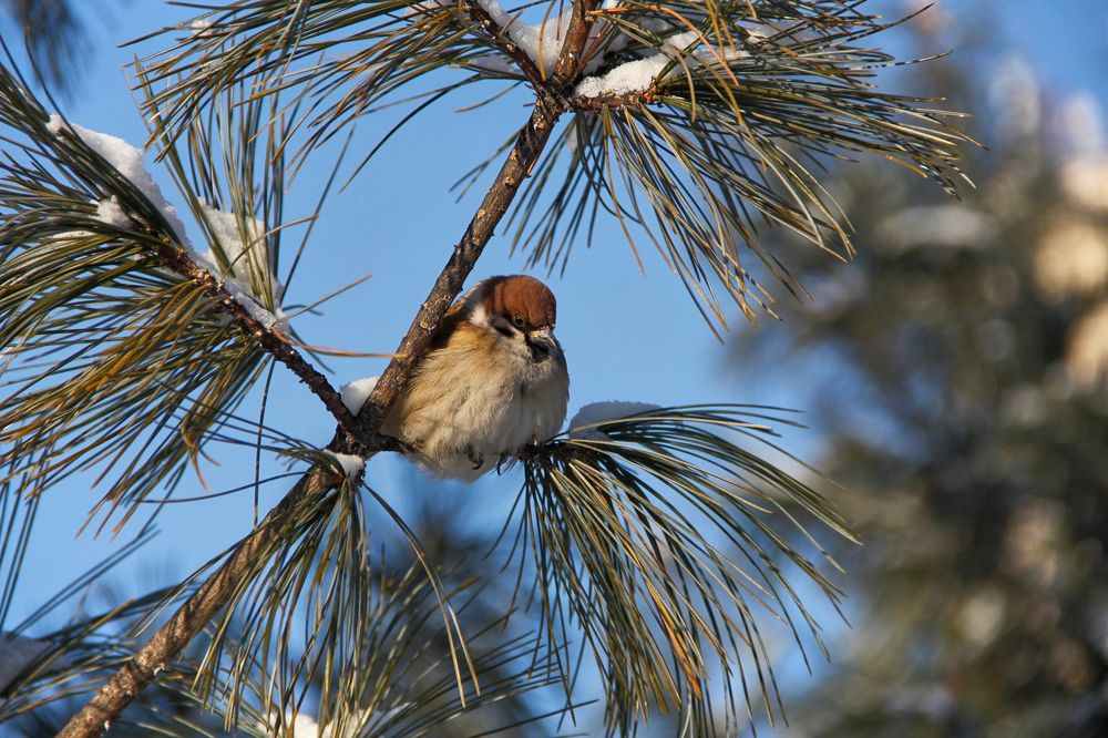 Фотография автора Наталия Мащенко
