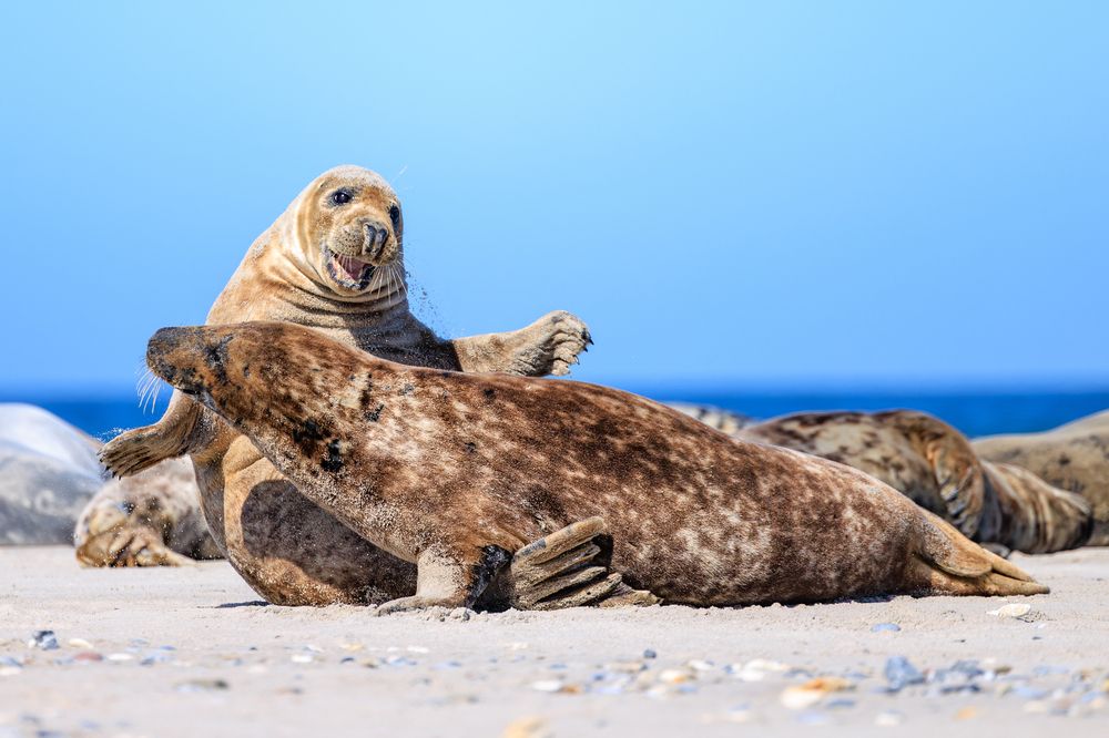 Sea lions Playing on the beach