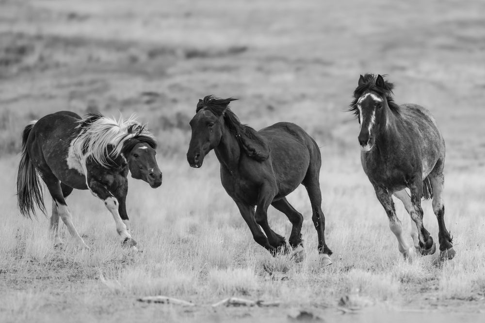 Photograph by Tony Douzenis