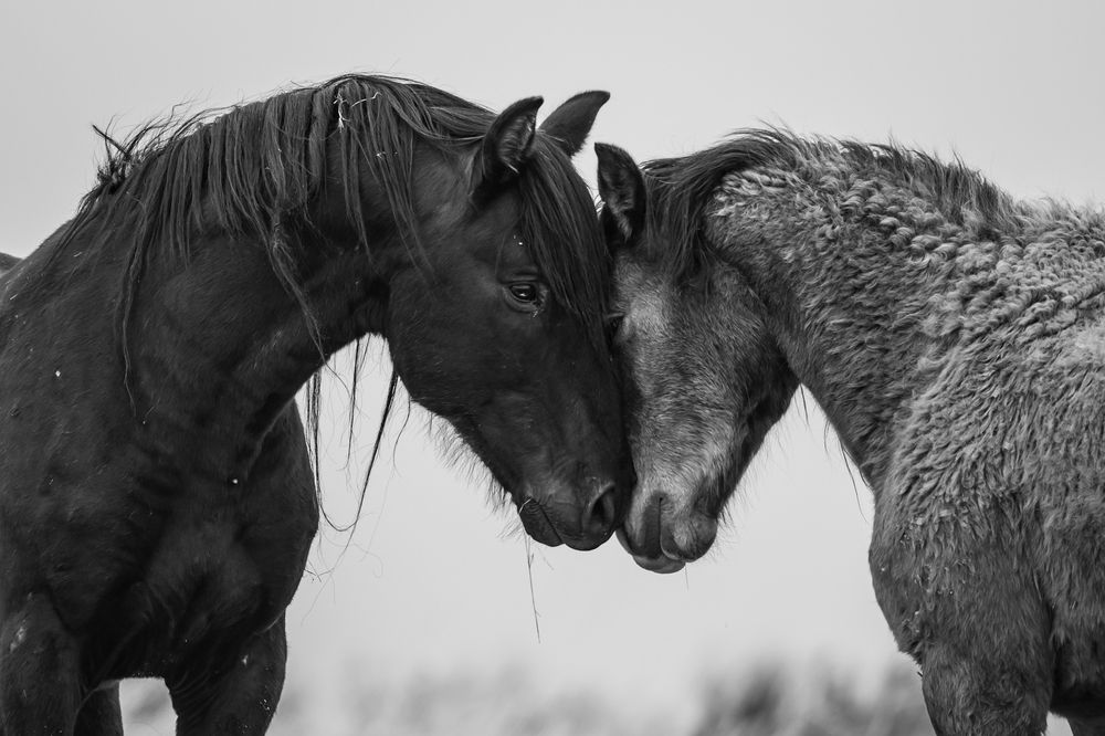 Photograph by Tony Douzenis