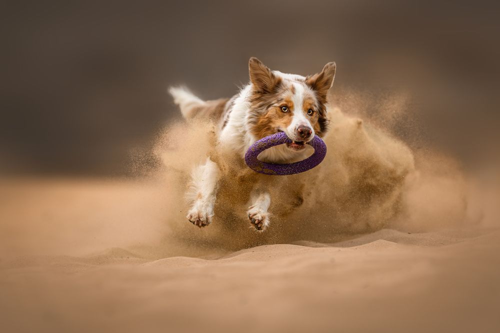 Wild heart in the sand