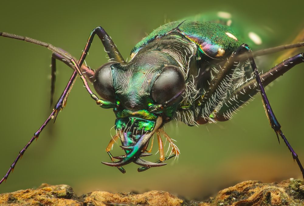 Tiger Beetle (Thopeutica Sp.)