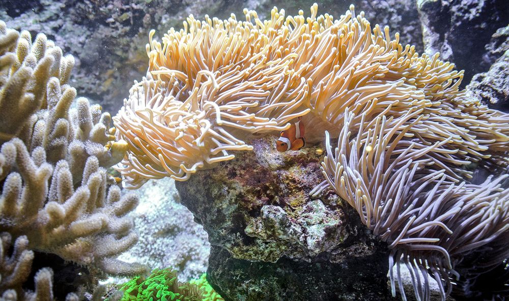 Под крышей дома своего