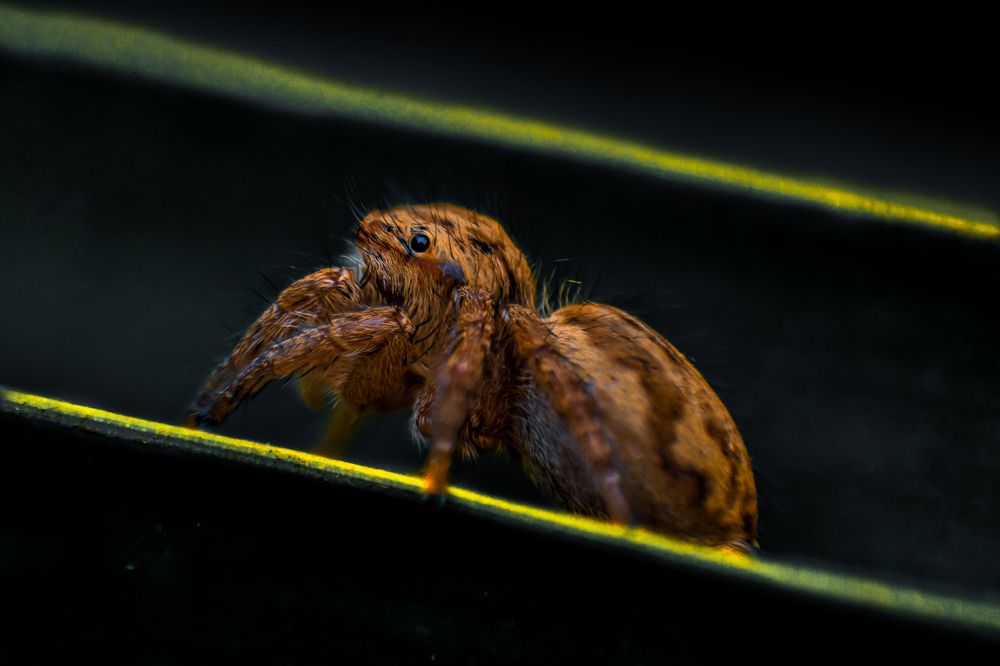 Photograph by Dewindu H. Fernando