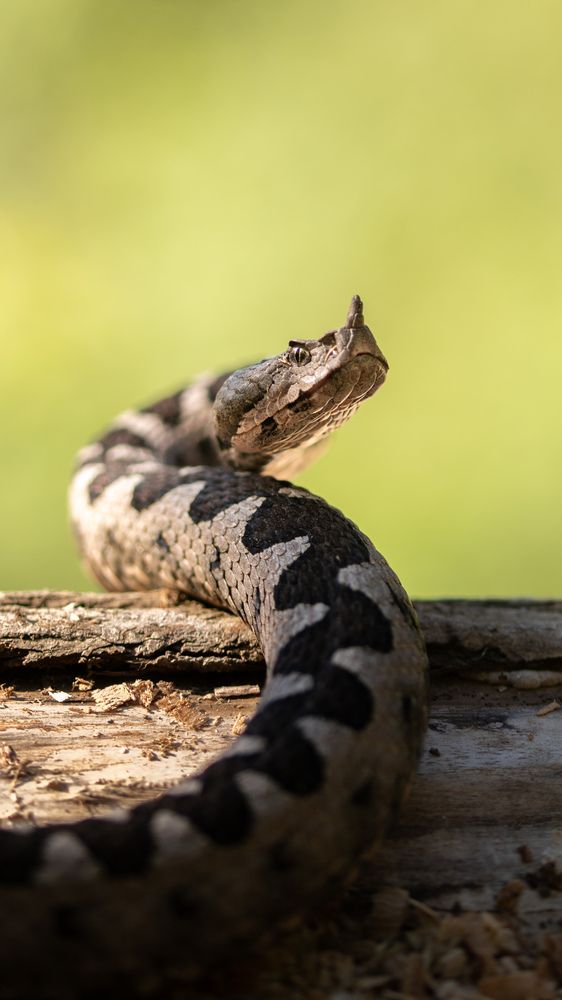 Photograph by Matei Firică