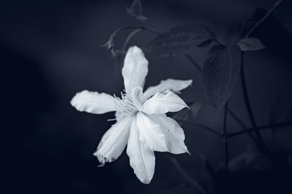 Photograph by Daniel Chobanov