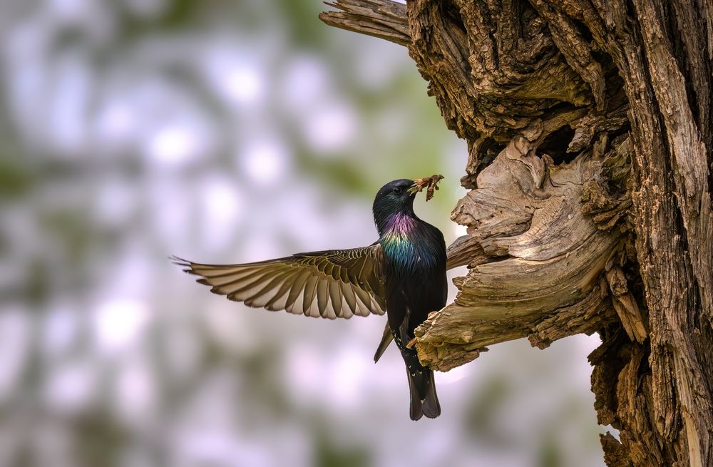 Photograph by Mahdi Reihani Bozorg