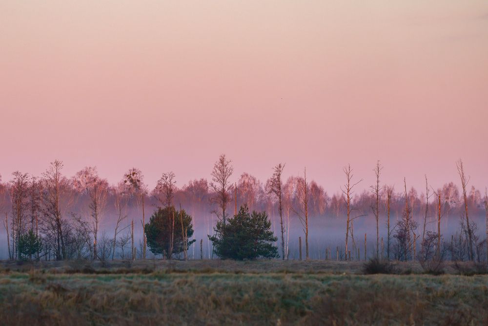 «Тишина розового утра»