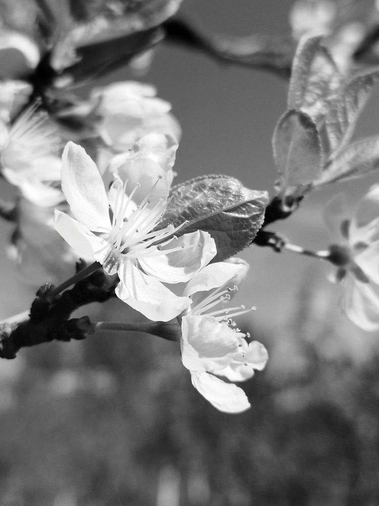 Photograph by Елена