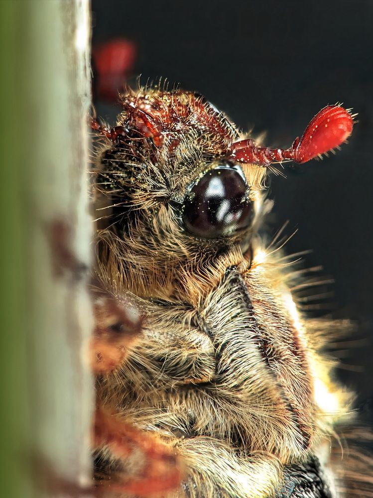 Майский жук