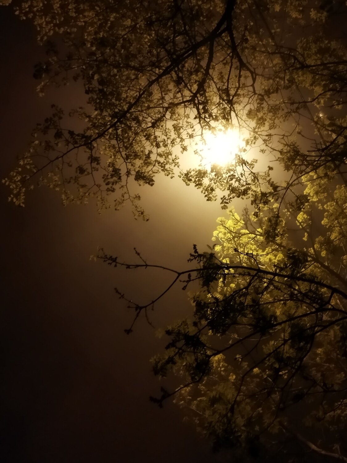 Photo #12165953