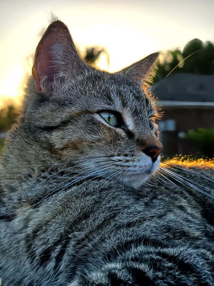 Purring Perfection: A Tabby Cat\'s Timeless Frame