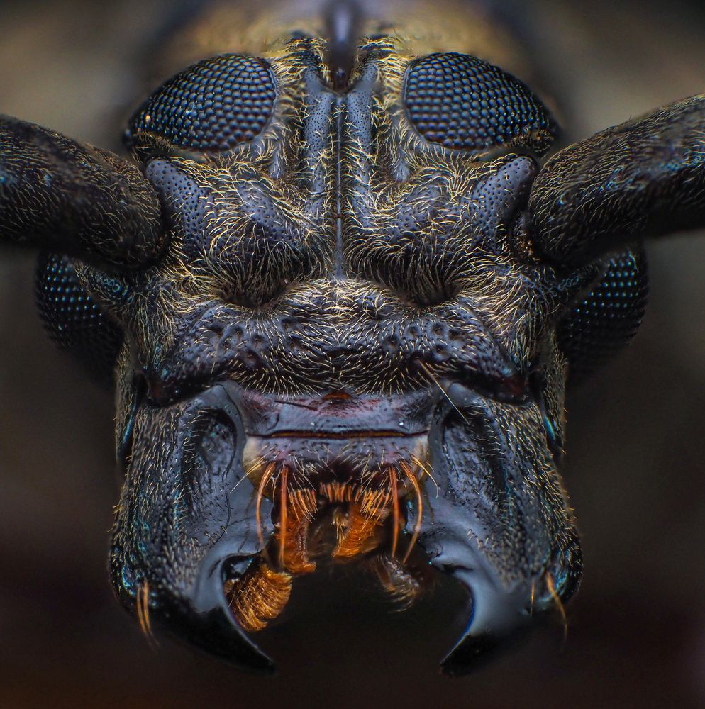 Фотография автора Norman Celis