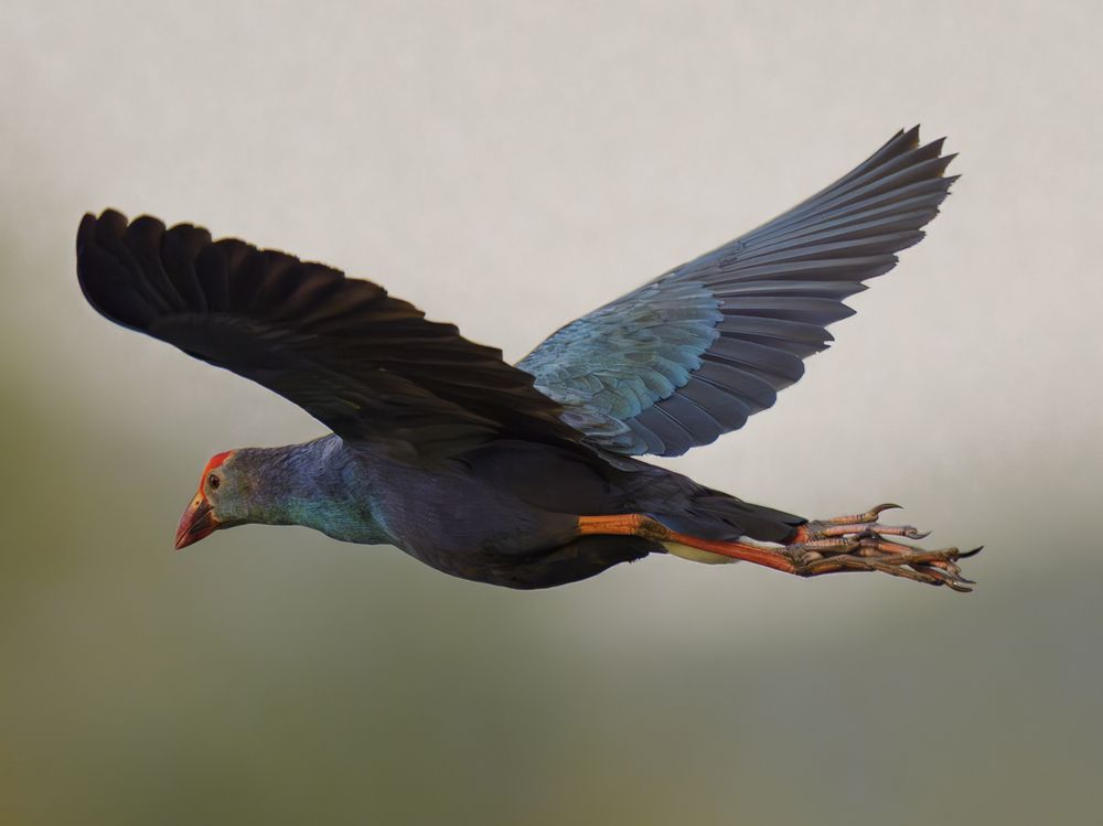 Фотография автора APS KUMAR