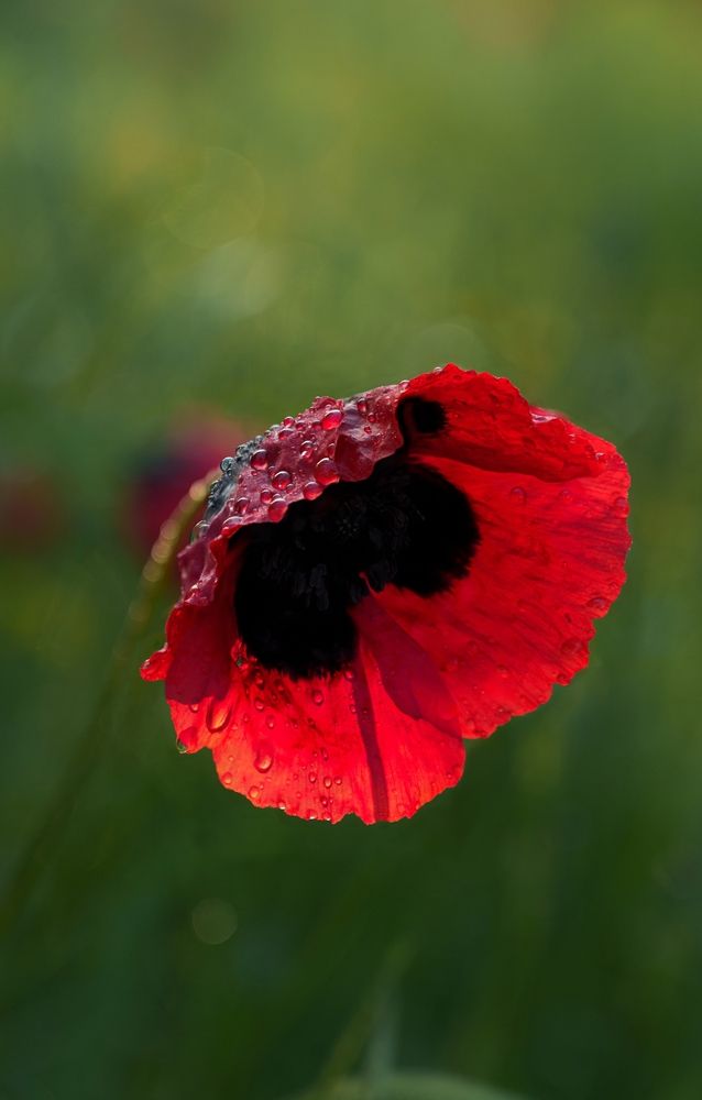 Photograph by Bogdan Kalashnikov