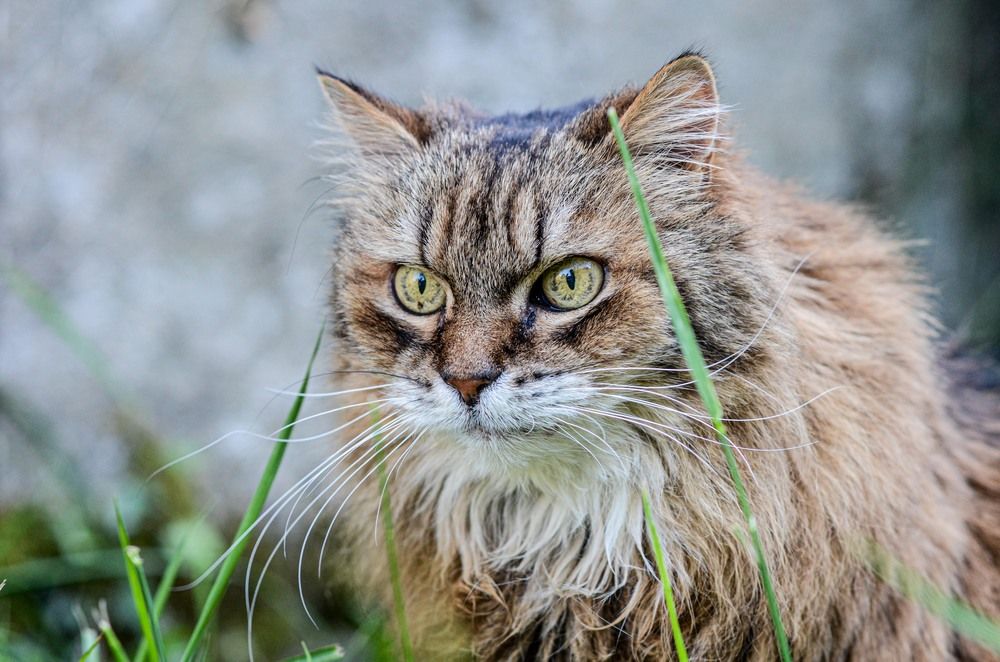 Photograph by Gwenael DEVALIERE