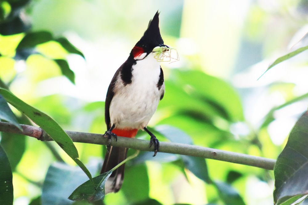 Photograph by SURAJIT SARKAR